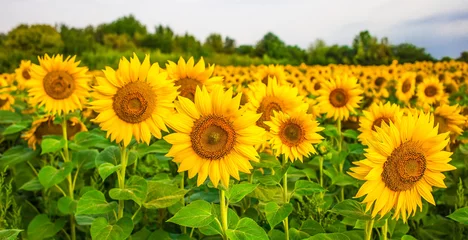 Poster Sonnenblumenfeldlandschaft © bukhta79