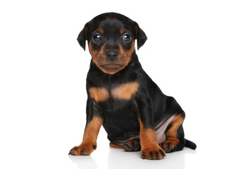 Cute Miniature Pinscher puppy