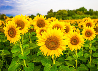 Sunflowers field before storm