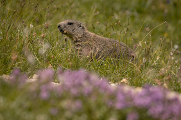 Marmot in the grass
