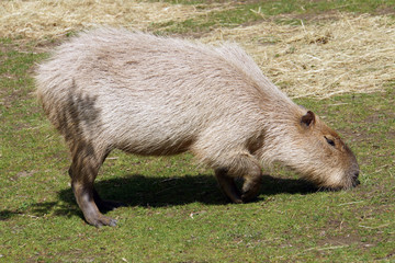 Capybara, Wasserschwein (Hydrochoerus hydrochaeris)