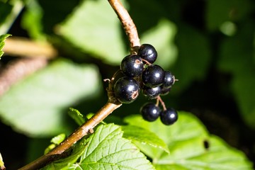 Beautiful berries of juicy and black currant hanging from a bush branch