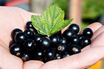 Berries are black, freshly picked currant and a sheet of currant lejat on a boat, in the hand of the mozhchina.