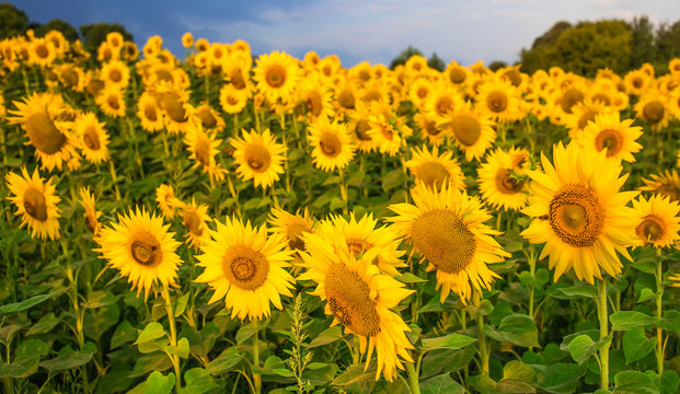Sunflowers field before storm