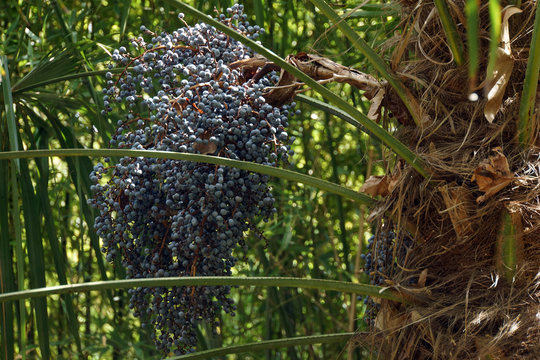 Chinesische Hanfpalme (Trachycarpus fortunei)