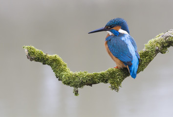 Kingfisher on branch
