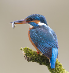 Kingfisher with fish