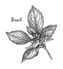Basil ink sketch