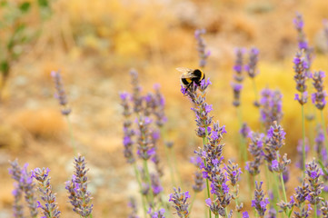 Bumblebee (Bombus terrestri) feeds on nectar from lavender flowers