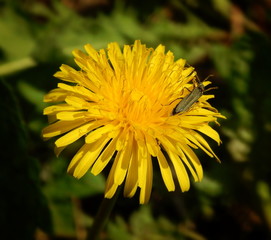 The Capricorn beetle crawling on a yellow dandelion flower closeup on a background of green grass
