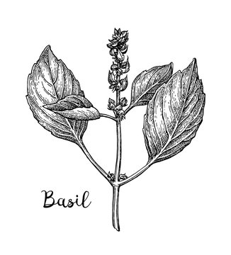 Basil ink sketch