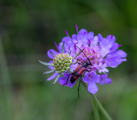 dettaglio fiore insetto