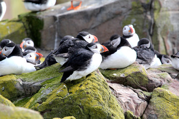 Fototapeta premium Puffins come to nest and have their young on The Farne Islands, Northumberland, England
