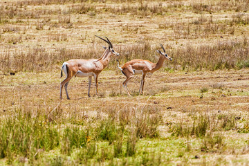 Impala antelopes in Africa