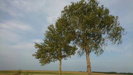 Trees in sky. Landscape 