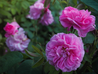 Varietal roses. Commercial cultivation of flowers for bouquets. Fragrant rose.
