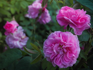Varietal roses. Commercial cultivation of flowers for bouquets. Fragrant rose.
