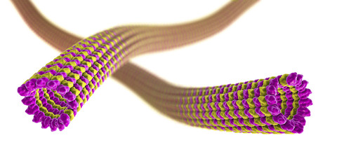 Microtubule, 3D illustration. A polymer composed of a protein tubulin, it is a component of cytoskeleton involved in intracellular transport, cellular mobility and nuclear division