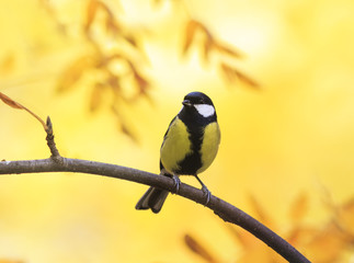  sweet little bird sitting in autumn Park on a background of Golden foliage