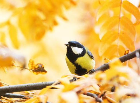 little bird sitting in autumn Park on a background of Golden foliage