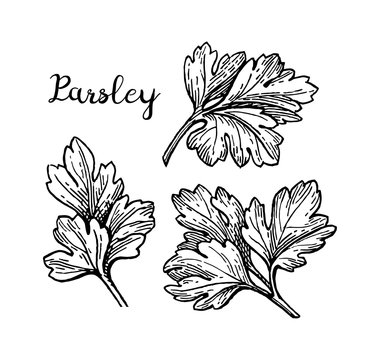 Parsley ink sketch