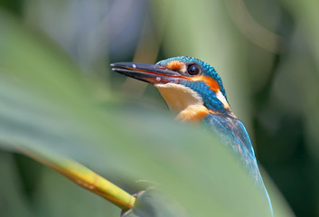 Kingfisher unusual close up portrait