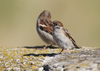 Two sparrows on the stone