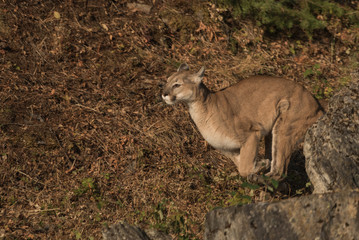 Mountain lion in Montana