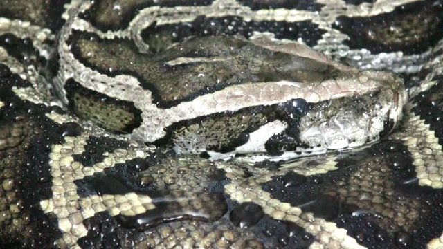 Snake video, Python on the rain, close up, reptile