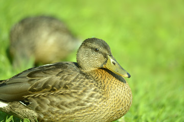 Portrait einer Ente