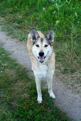 a stray dog with faithful eyes