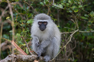 Le regard du singe