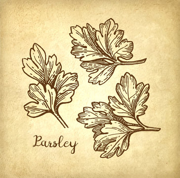 Parsley ink sketch