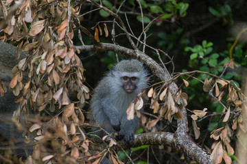 Bébé singe dans l'arbre