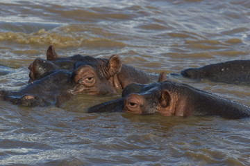 Fototapeta premium Le regard du rhinocéros