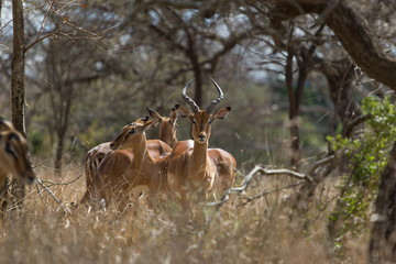 Famille d'impala