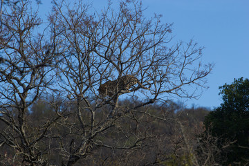 Léopard réfugié dans un arbre