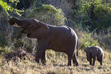 Maman éléphant et son bébé