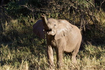 le b&eacute;b&eacute; &eacute;l&eacute;phant