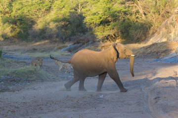 Jeune &eacute;l&eacute;phant chassant les lions