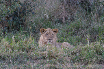 Lion dans le bush
