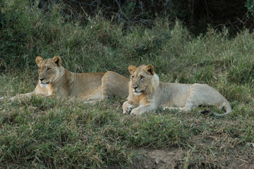Couple de lions au repos