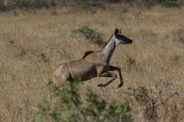 Course de l'impala