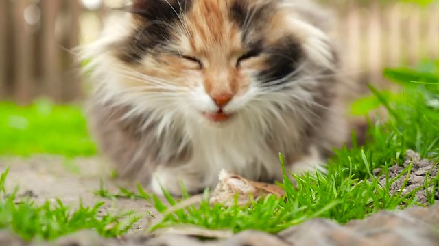 Beautiful cat with colourful spots eating HD
