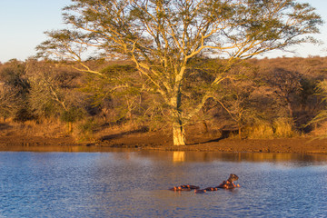 Le repos du Rhinoc&eacute;ros