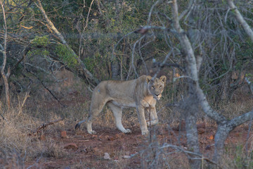 Lion en chasse