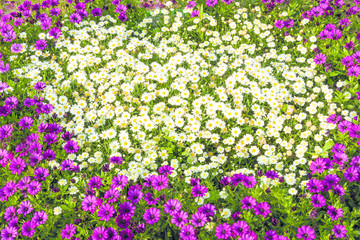 photo large flower bed of white daisies and red chrysanthemums close-up under background or inscription