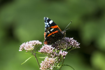admiral butterfly 