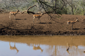 Les impalas de sorties