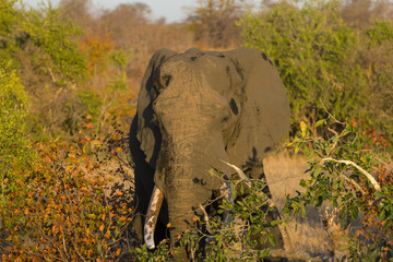 Le repas de l’éléphant